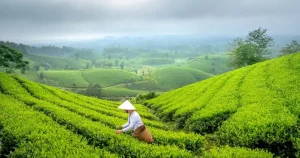 Plantatie de ceai verde în Asia, cu lucrător culegând frunze manual