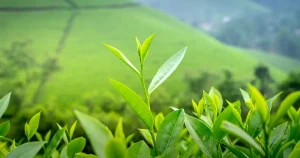 Frunze tinere de ceai verde într-o plantație aflată pe coline